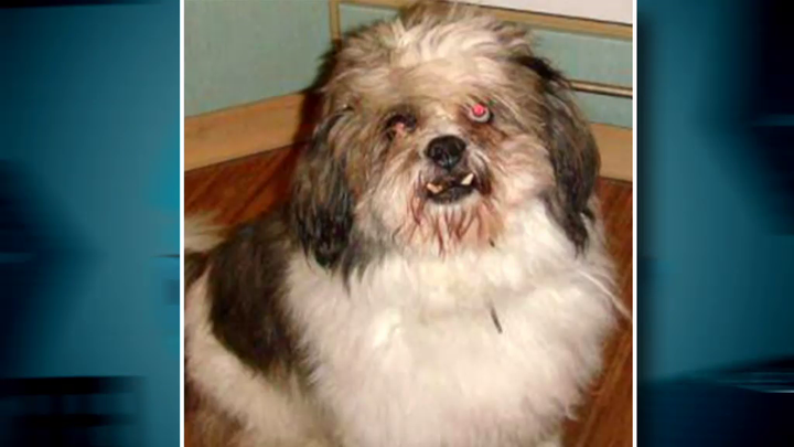 Pes Dominiky Kavaschovej, ktorý sa dožil 16 rokov